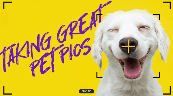 Taking Great Pet Pics